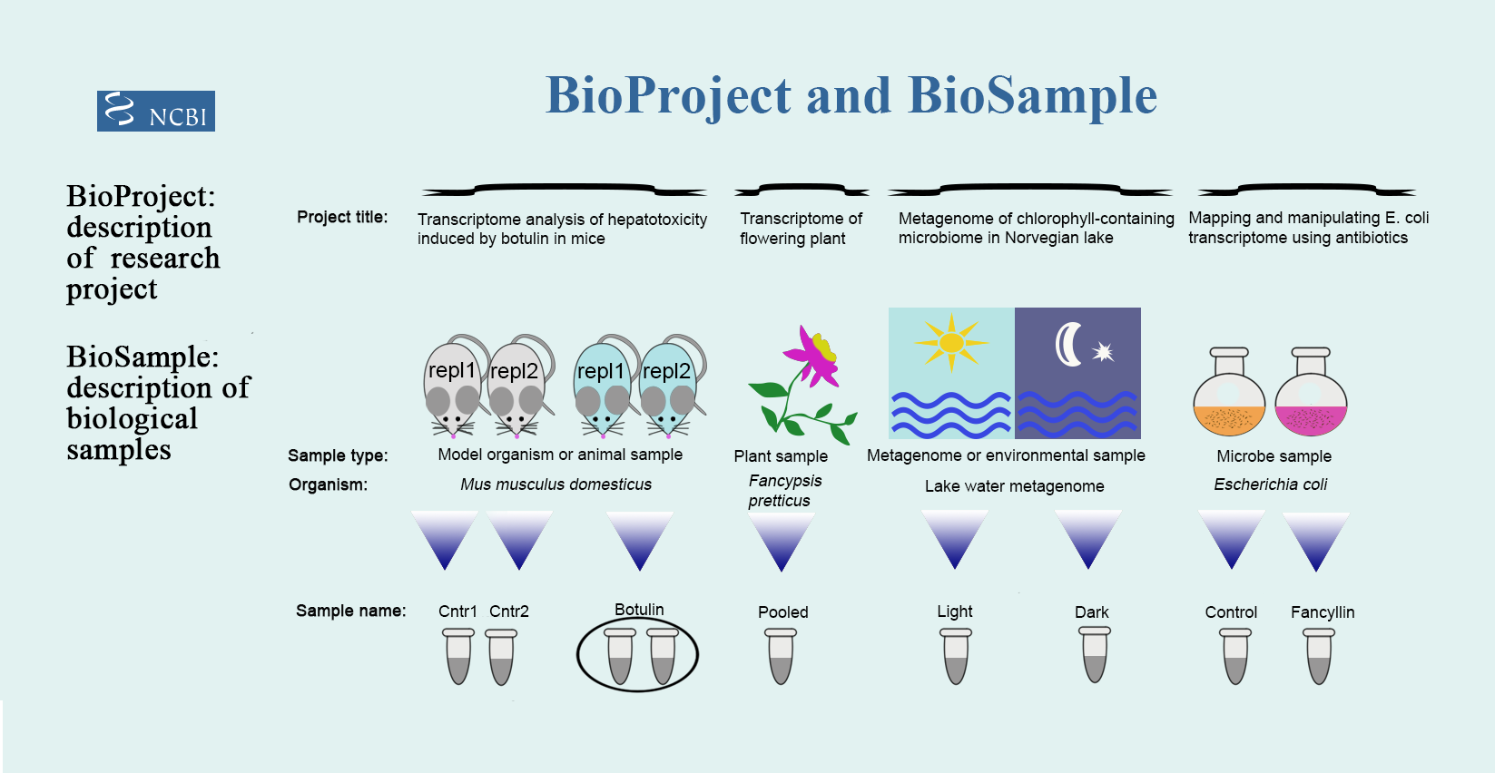Figure 1: Overview of the distinction between BioProjects and BioSamples
